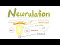 Embryology Of Nervous System Neurulation Neural Tube Neural Crest Embryonic Disc Folding