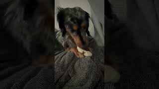 #犬 #元気になる動画 #元気お届け #かむかむ #癒し #可愛い #犬のいる生活 #犬のいる暮らし #犬との暮らし #ミニチュアダックスフンド