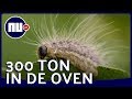 Bedrijf in Dordrecht verbrandt tonnen aan eikenprocessierupsen| NU.nl