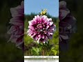 Flower Dps For Whatsapp Dps For Whatsapp Dps Beautiful Flowers Dp Pics Status Fb Dps