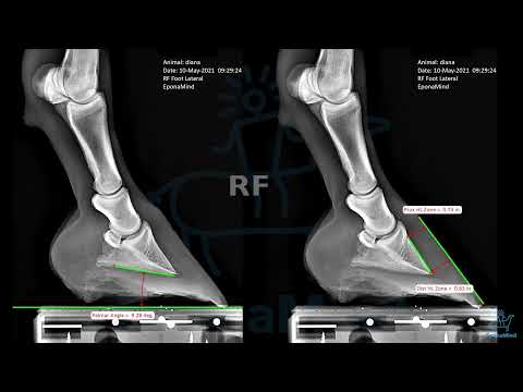 Recovery From Laminitis