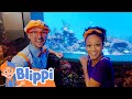 Blippi Visits The Aquarium Of The Pacific Fun And Educational Videos For Kids