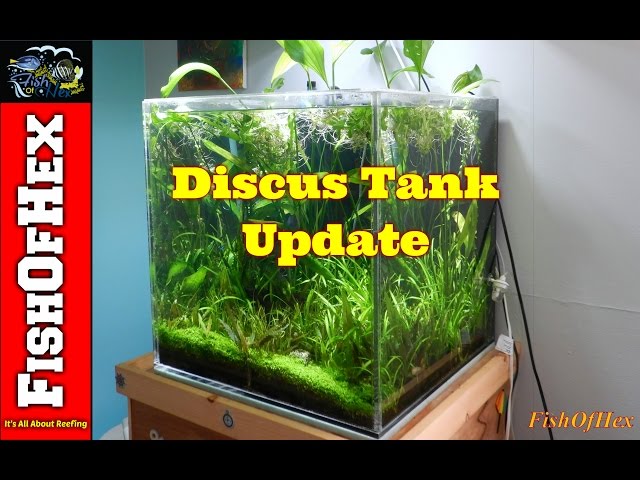 60 Gallon Discus Tank Update 12.9.16