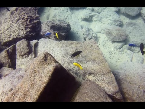 Labidochromis caeruleus a Mbowe Island