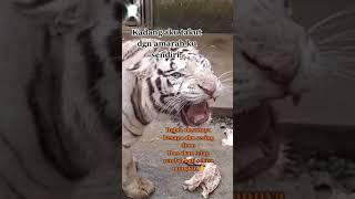 Download lagu story wa macan putih mp3