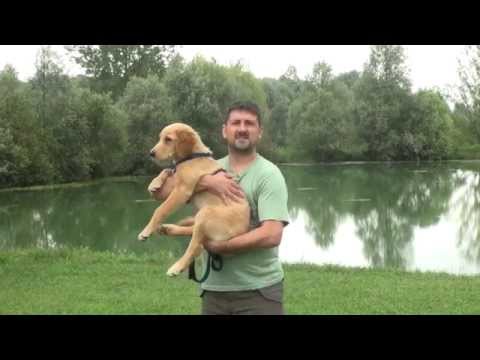 Dite NO! al collare a strangolo!