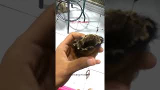 Download lagu Kantung macan mp3