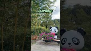 Viaje al Bosque de Bambú Juknokwon en Damyang, Jeollanam-do, un lugar de visita obligada 🌿 ¡Un fresco camino verde de sanación incluso en verano! #LugaresParaVisitarDamyang #Juknokwon #ViajeDamyang #SenderoJuknokwon #MiradorJuknokwon #CaminoBosqueBambu #SanacionNatural #RecomendacionChwihyangMatjwi