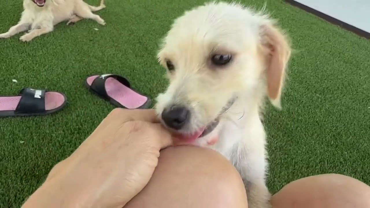 Mabel- Sweet, Loving, and Ready for Fun!, a Adoptable mixed breed in St Augustine, FL video 6/6