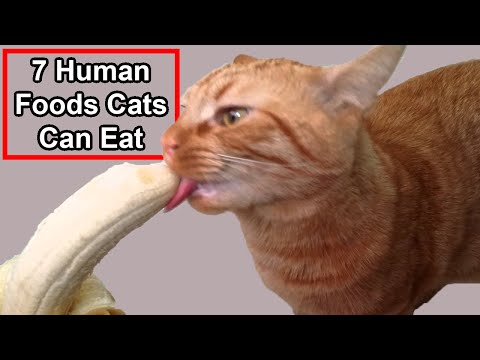 7 Available Human Foods Cats Can Eat