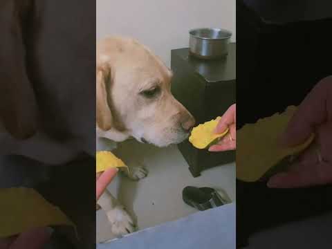 #shortsvideo #dog #petlover #animals #shortsviral