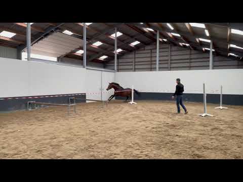 Nilot F: PILOTHAGO x MADISON