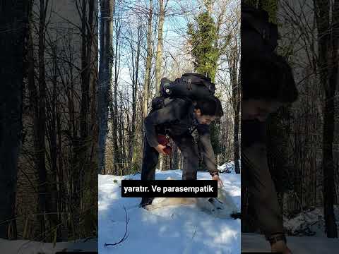 Ormanda Vakit Geçirmenin Sağlığımıza Faydalarından Bir Nedeni; Fitonsitler