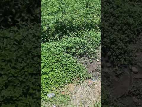 CAMPO DO ESGOTO EM JUQUITIBA A CIDADE QUE NÃO DEU CERTO