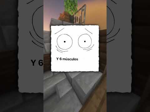 ¿Cuántos Músculos Hacen Falta? 💪🤣