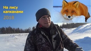 Как поставить капкан с приманкой на лису
