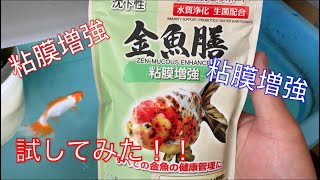 《金魚》粘膜増強用の餌が効果があるか試してみた！