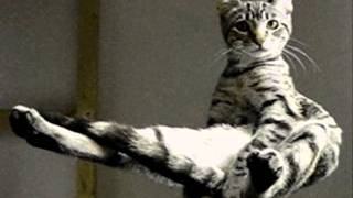 Nooncat - Factum