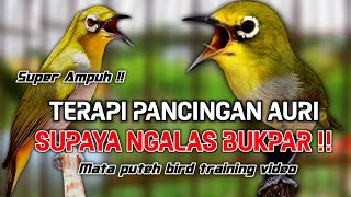 Download lagu AMPUH!!! TERAPI PLECI AURI CEPAT BUKA PARUH mp3 Download lagu AMPUH!!! TERAPI PLECI AURI CEPAT BUKA PARUH mp3