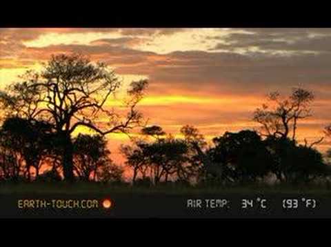 Giraffes feed at day's end