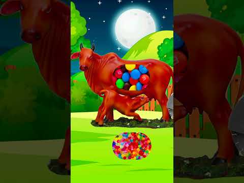 Diy new project mini cow care videos - Mini cow care  video