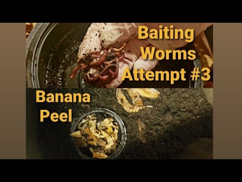 Baiting Worms From Worm Bin Attempt #3 | Vermicomposting