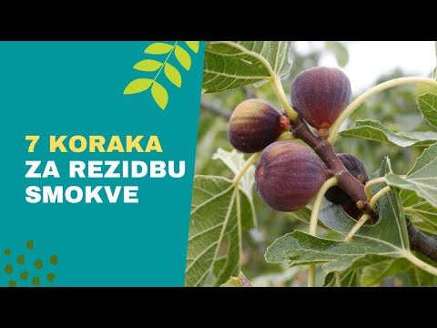 7 Koraka za OREZIVANJE SMOKVE - Kako do SLATKIH i Krupnih Plodova?