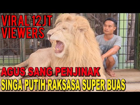 , title : 'THE LION WHISPERER FROM INDONESIA - AGUS SANG PENAKLUK SINGA PUTIH RAKSASA YANG BUAS'