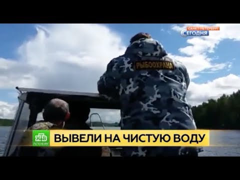 В Ленобласти вывели на чистую воду рыбака-браконьера