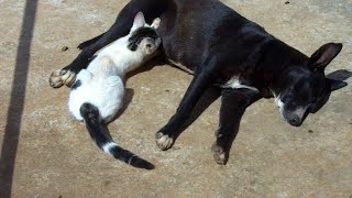 animale cainele alapteaza o pisica