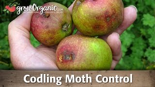 Codling moth -- How to keep the worms away organically