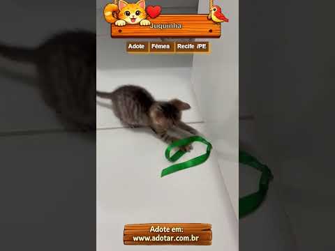 Vídeo de Juquinha