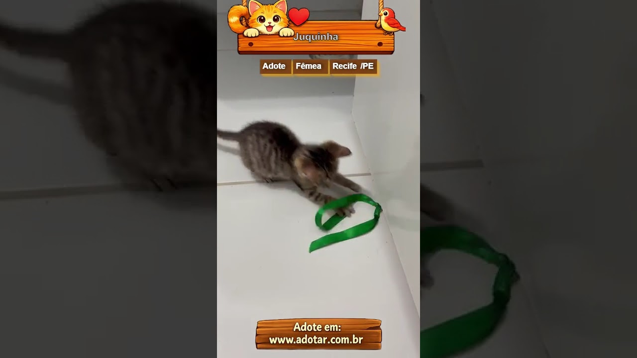 Gato raça SRD-ViraLata idade Abaixo de 2 meses nome Juquinha