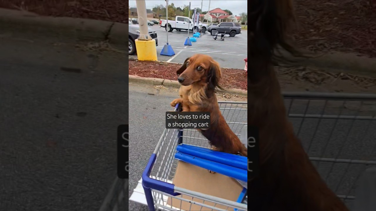 marley does always love to ride the shopping cart #highlights #dachshund #mylove