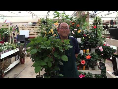 ブラックベリー:病気と害虫 植物