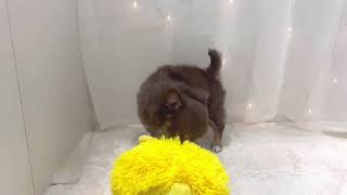 チワワ(ロング)の動画01