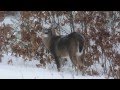 Young White Tailed Deer Buck In Winter