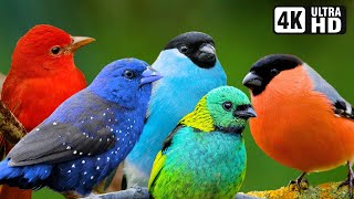 Relaxing Nature Sounds | Most Wonderful Birds of the World | Stress Relief | Birds Sounds | No Music