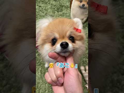 元気いっぱいのポメラニアン – ポメラニアンは小さいけど力強い!