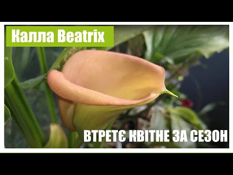 Калла Beatrix. Фаленопсис Pulcherrima4N + анонс цвітіння орхідей