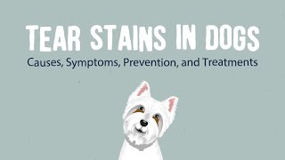 Tear Stains in Dogs - Causes, Symptoms, Prevention, and Treatments