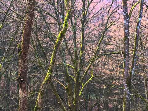 Valea Radului - Munții Poiana Ruscă