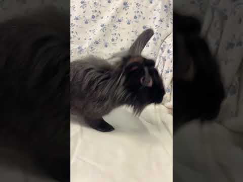 Josie Youtube Video