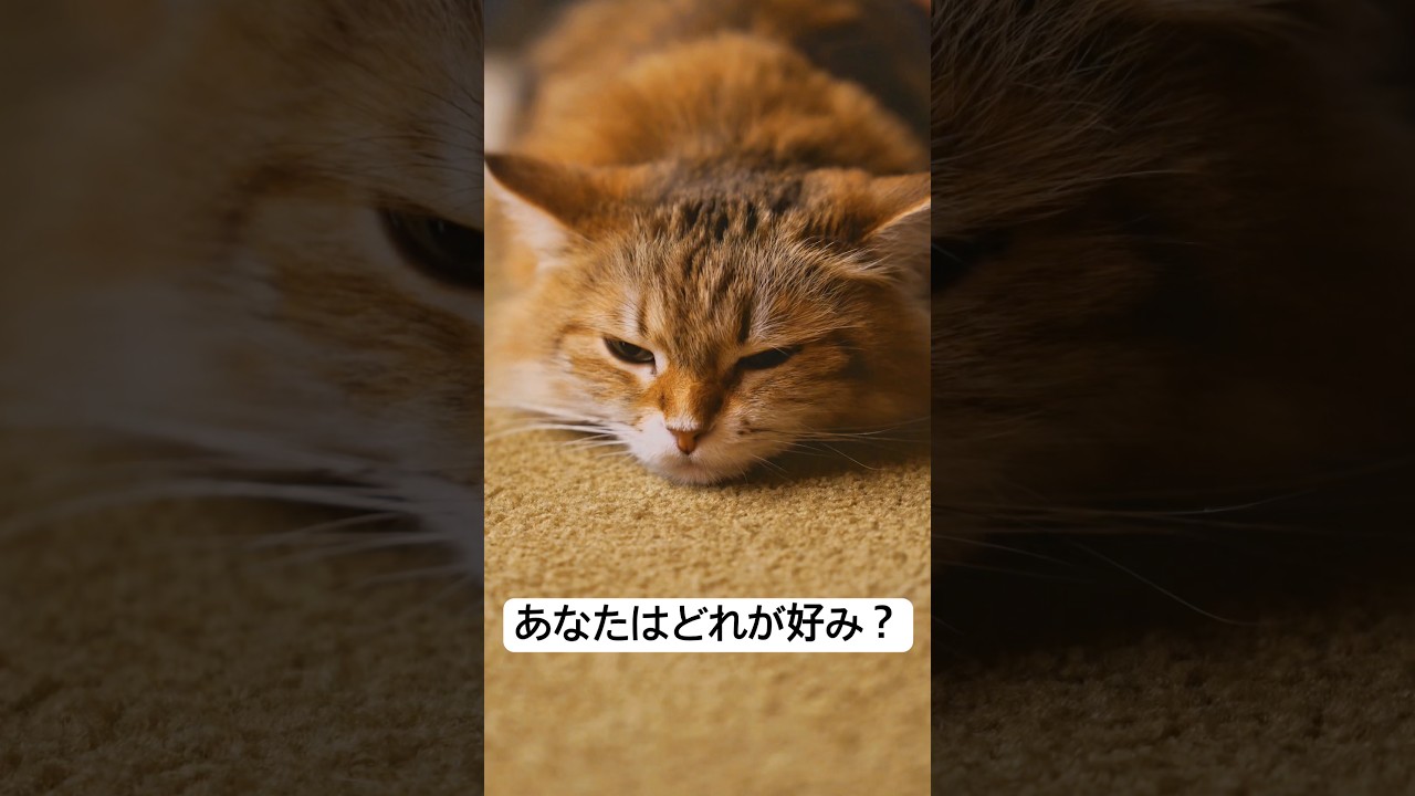 あなたはどれが好ミー？#ねこ #猫 #チョフチョフミー #お笑い #癒し
