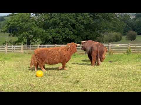 Taking the Highland Cows for a Walk at Cannon Hall Farm