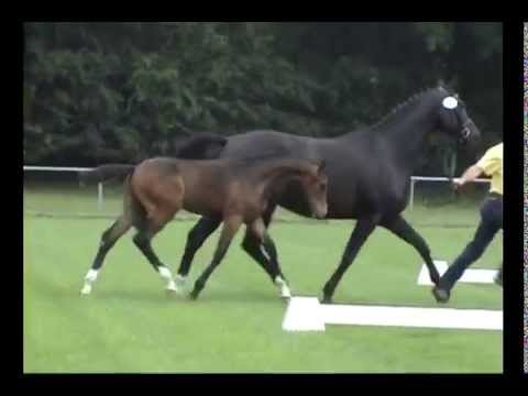 Hengstfohlen von Vulkano / Acodetto