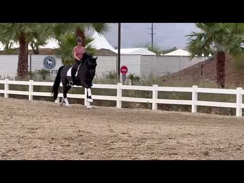 Don Snow EQ ☆ 2018 GOV Gelding (Don Nobless x Florencio x Hohenstein)