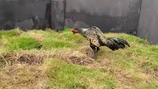 Download lagu HARI KEDUA SAENKHON mp3