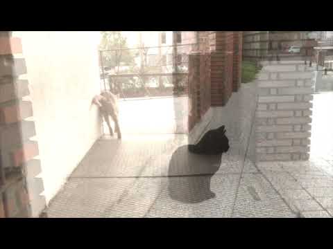 Robse - Le petit chat - (La Chip's Prod)