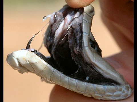 Austin Stevens -vs- Angry Black Mamba